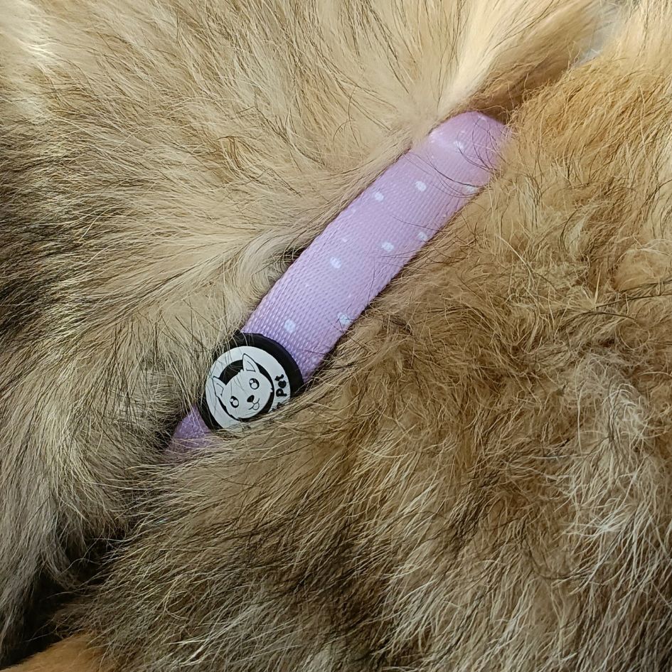 Padded and Adjustable Dog Collar - Lilac