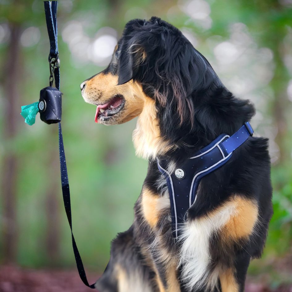Laisse pour Chien Confortable et Pratique - Bleu Nuit