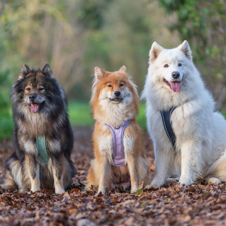 Comfortable and Innovative Dog Harness - Midnight Blue