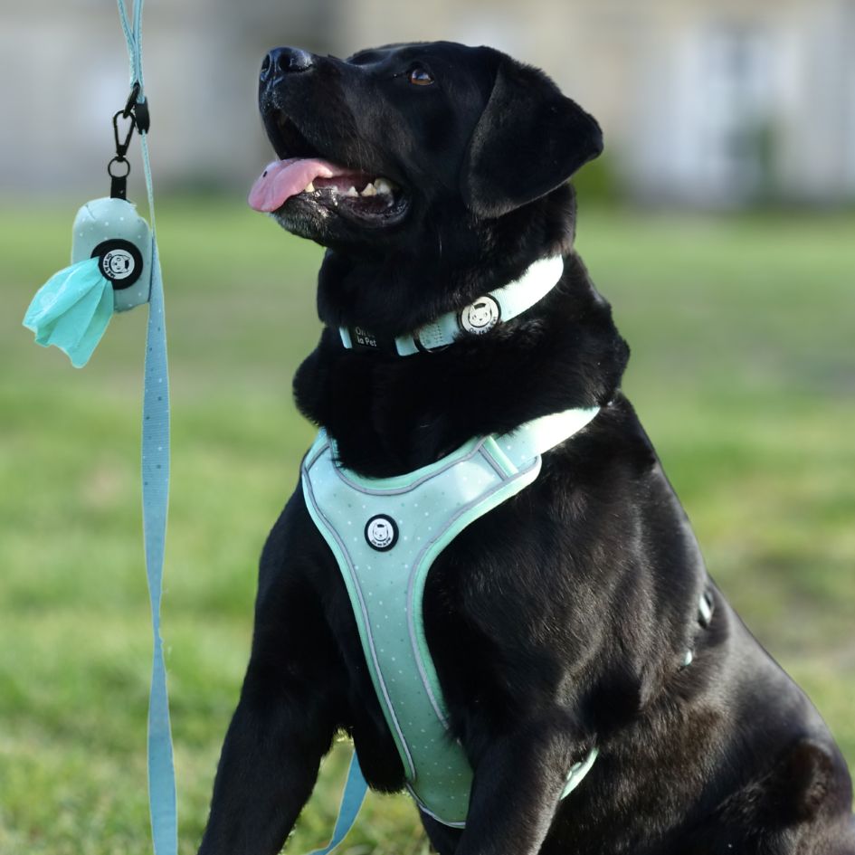 Laisse pour Chien Confortable et Pratique - Vert Pastel