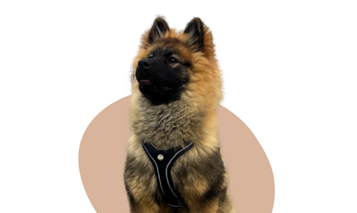 How to make your walks more enjoyable