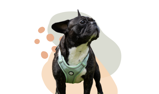 Collar or Harness? The Essential Choice for Your Dog’s Well-Being