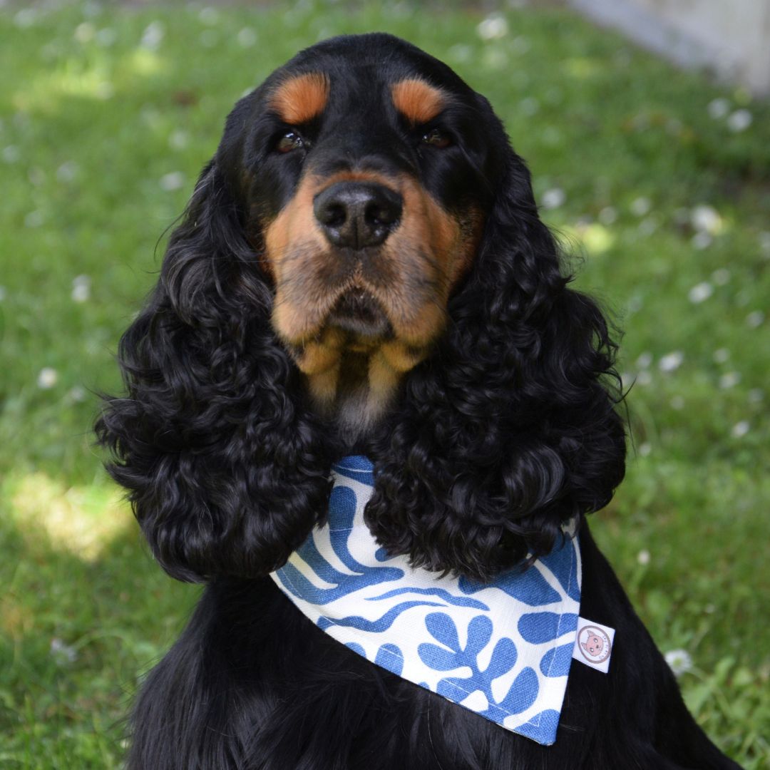 Bandana pour Chien - Azur