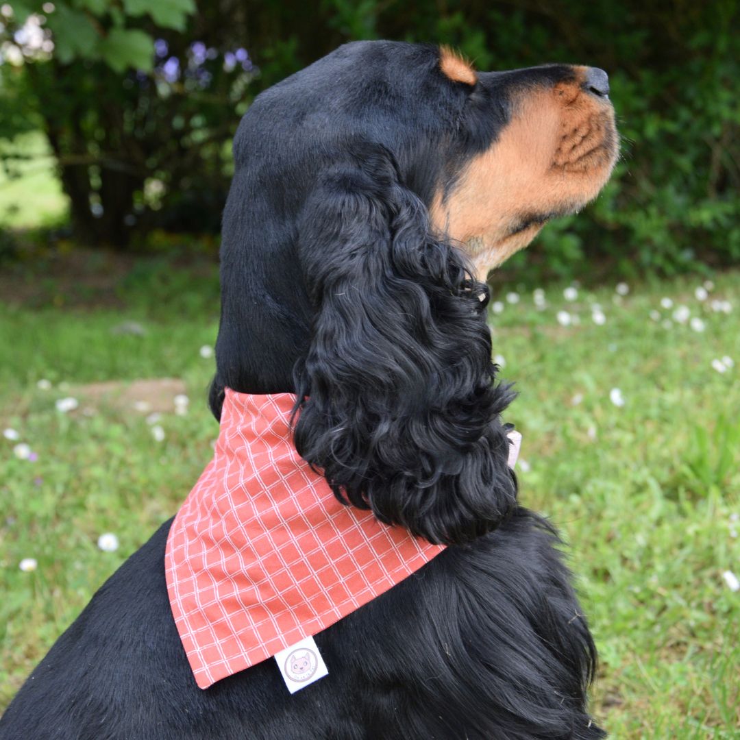 Bandana pour Chien - Canyon
