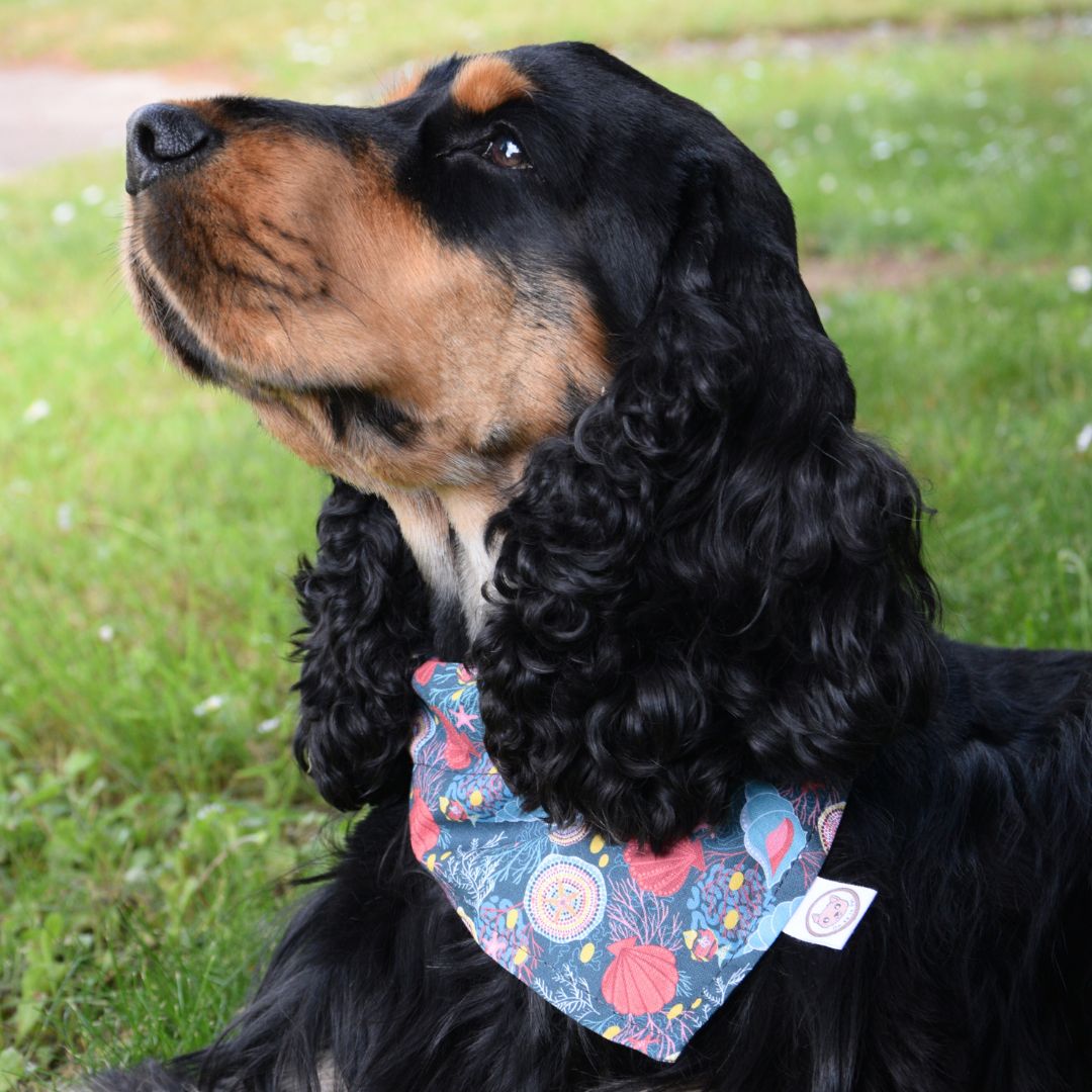 Bandana pour Chien - Coquillages