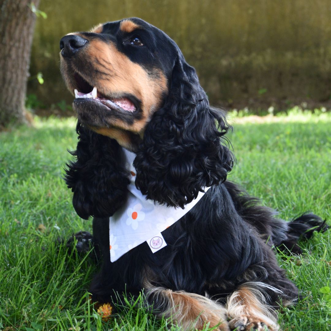 Bandana imperméable pour Chien - Retro Daisy