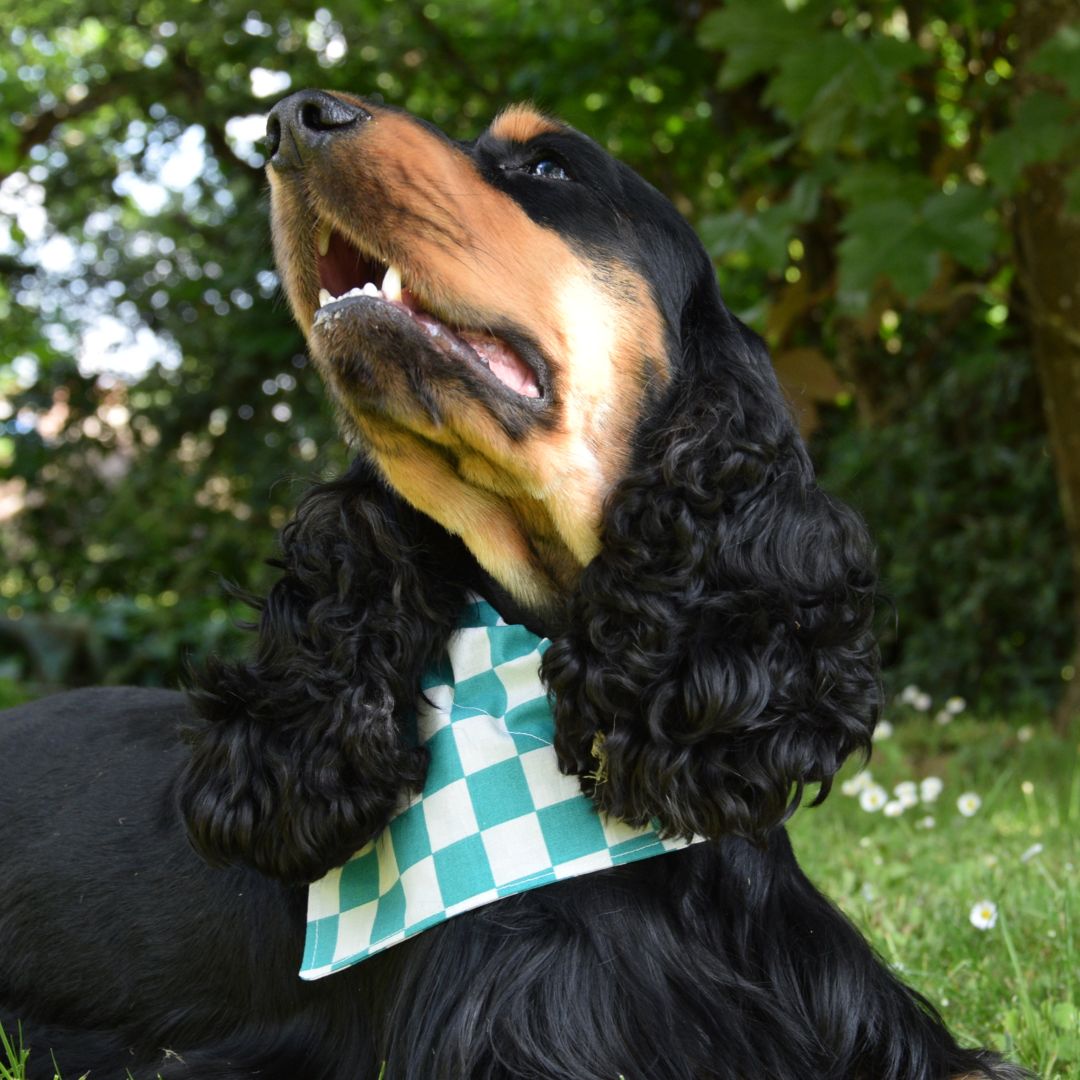 Bandana pour chien - Pique-nique Cyan