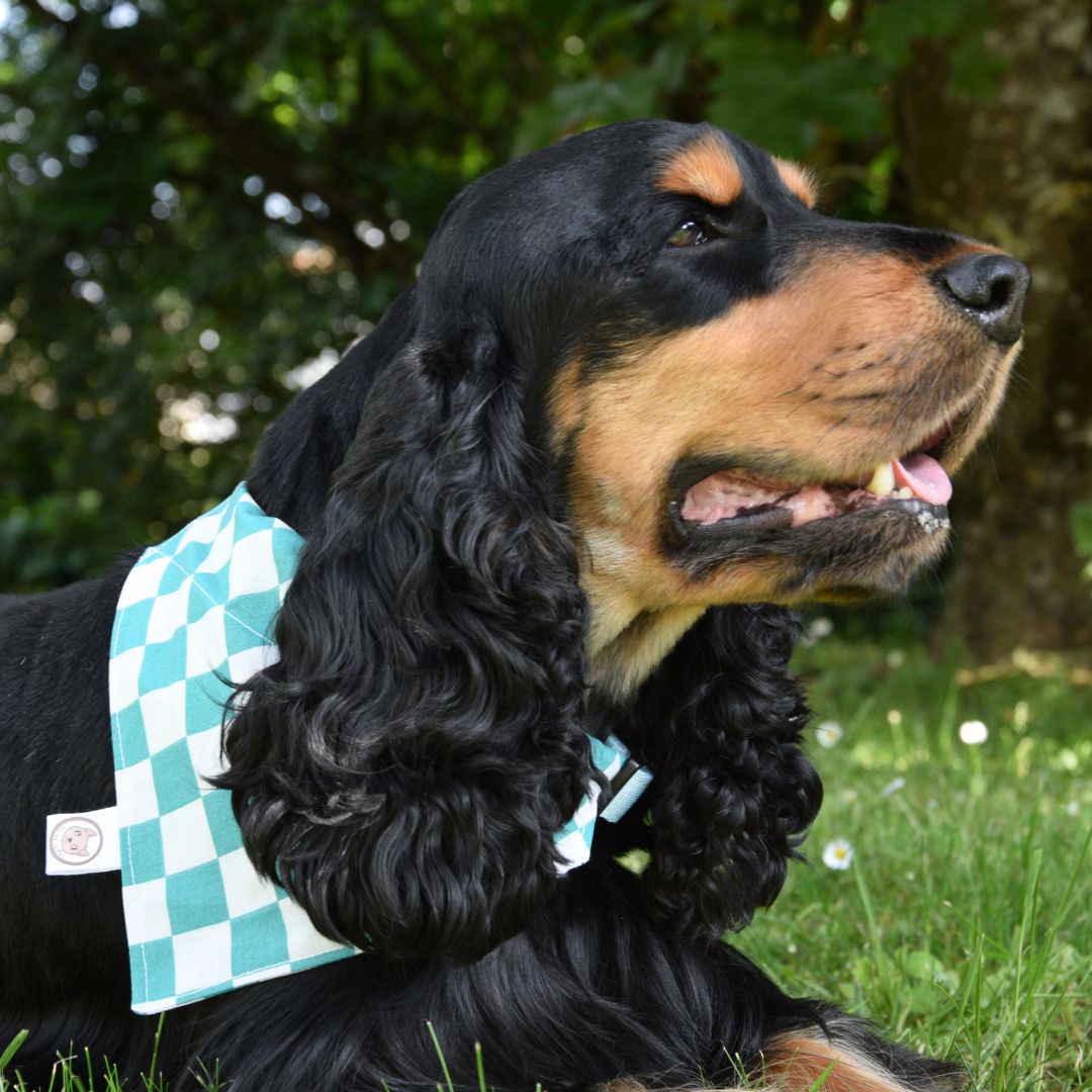 Bandana pour chien - Pique-nique Cyan
