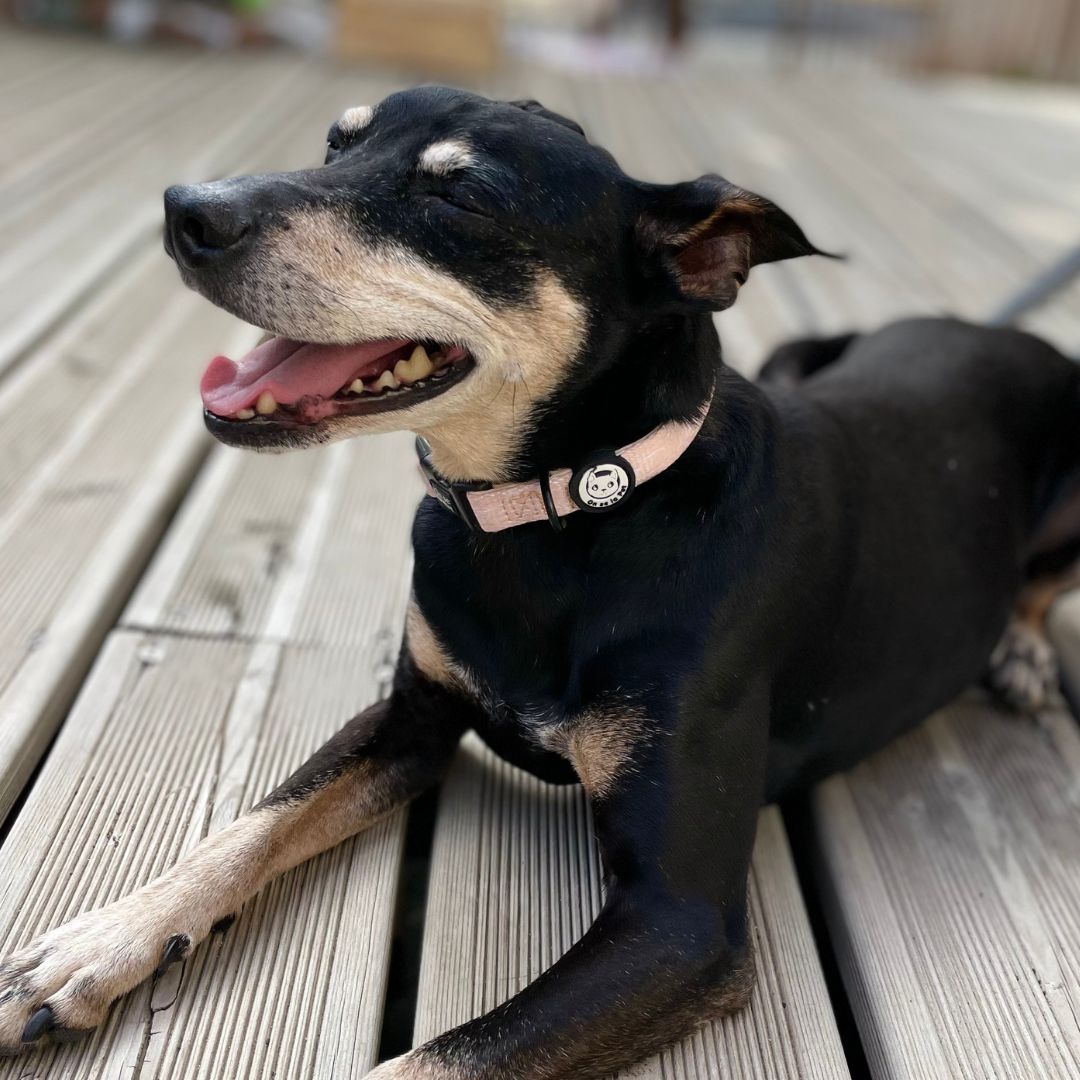 Padded and Adjustable Dog Collar - Tropical Beige