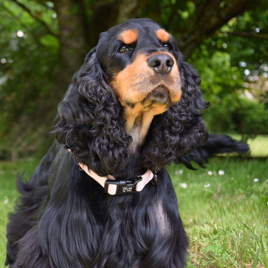 Padded and Adjustable Dog Collar - Tropical Beige