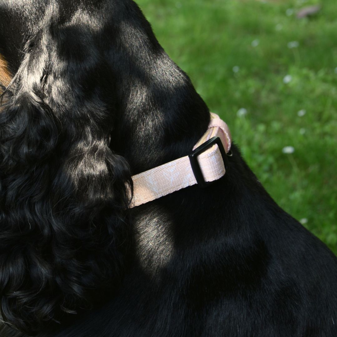 Padded and Adjustable Dog Collar - Tropical Beige