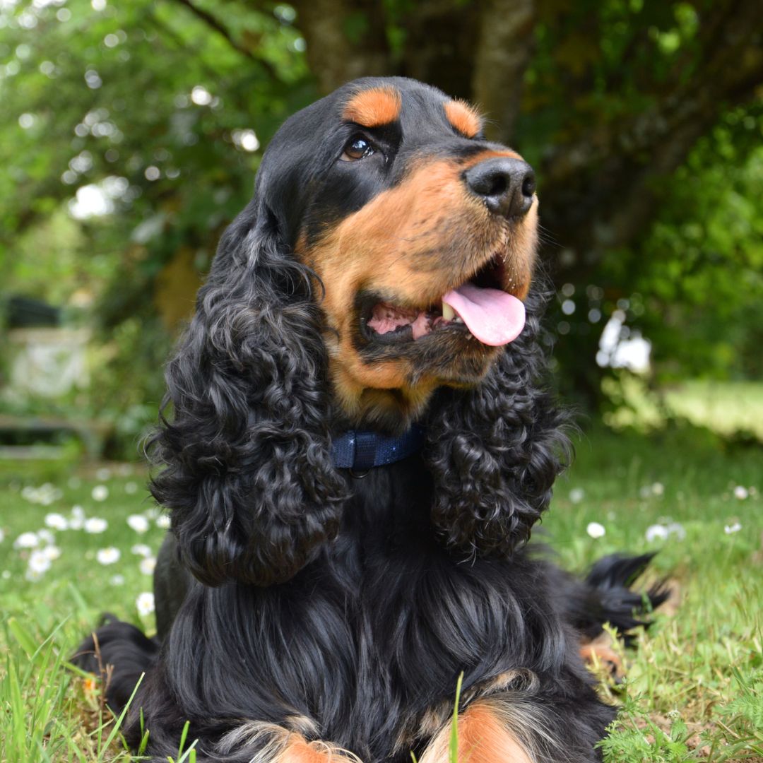 Collier pour Chien Rembourré et Ajustable - Bleu nuit