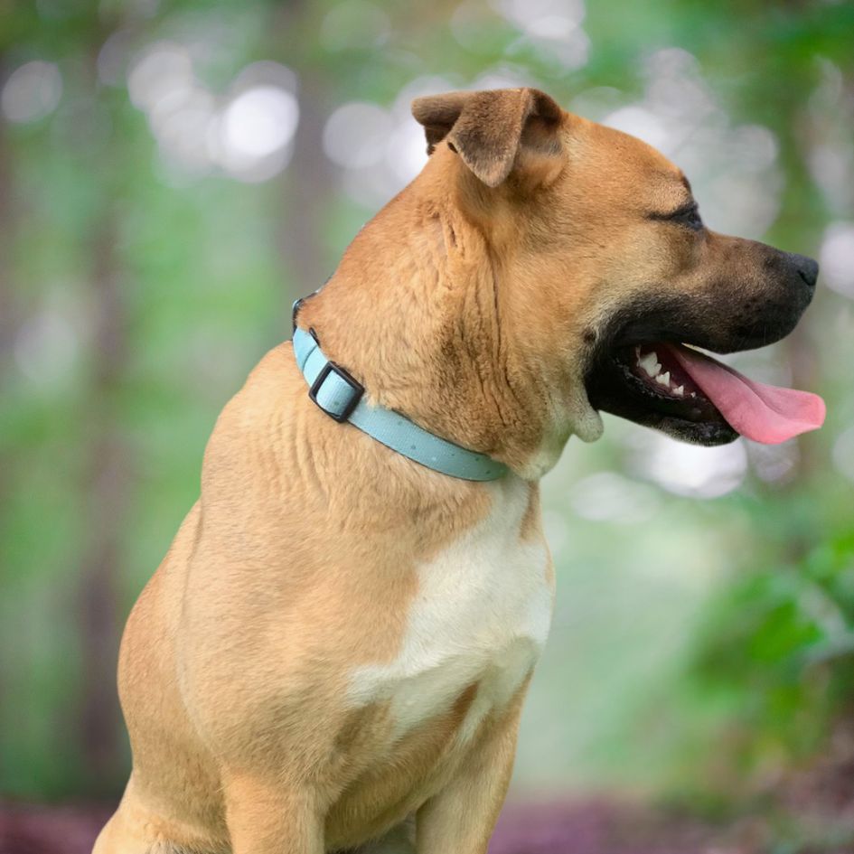 Padded and Adjustable Dog Collar - Pastel Green
