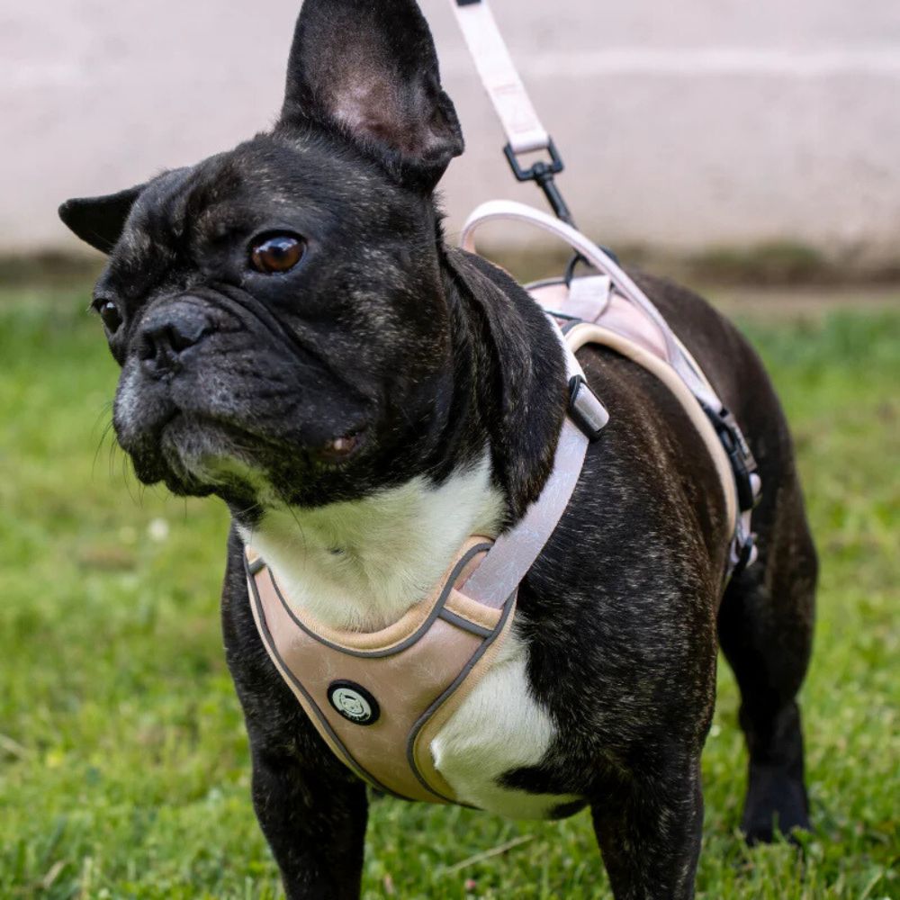 Harnais pour Chien Confortable et Innovant - Beige Tropical