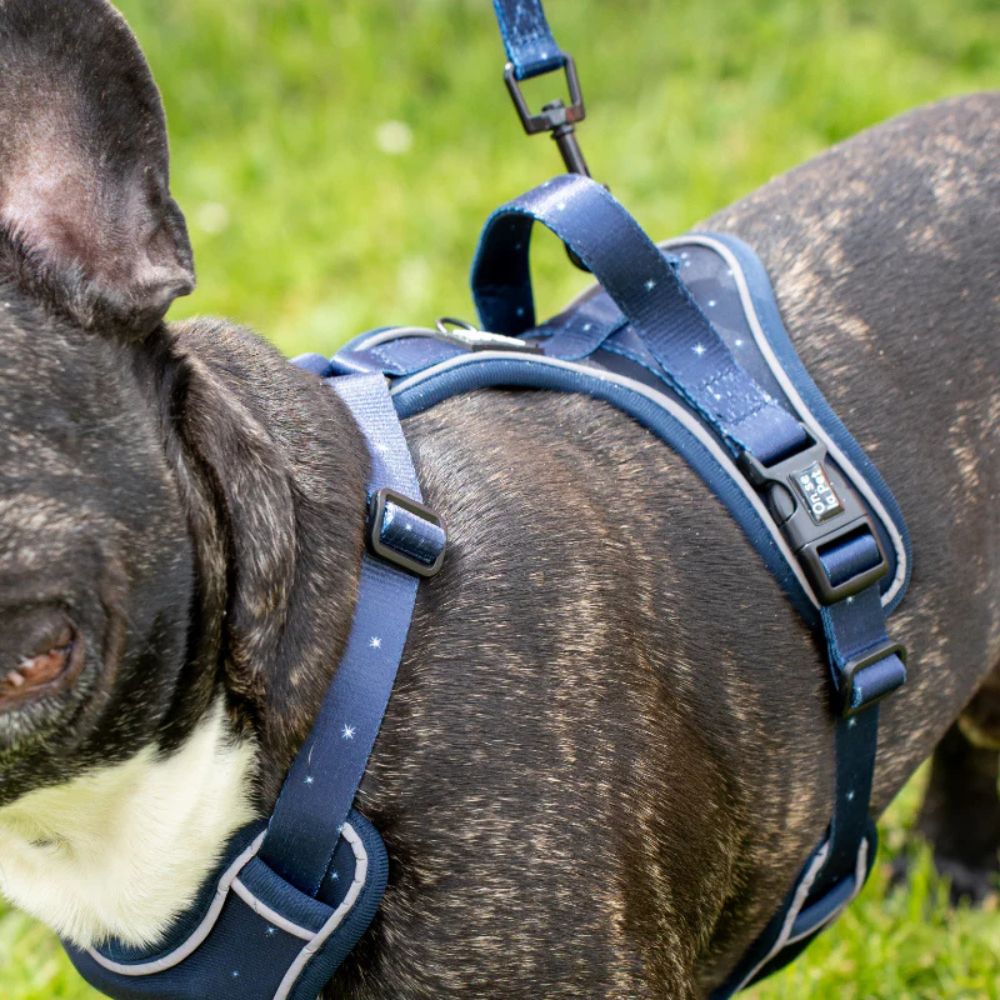 Harnais pour Chien Confortable et Innovant - Bleu Nuit