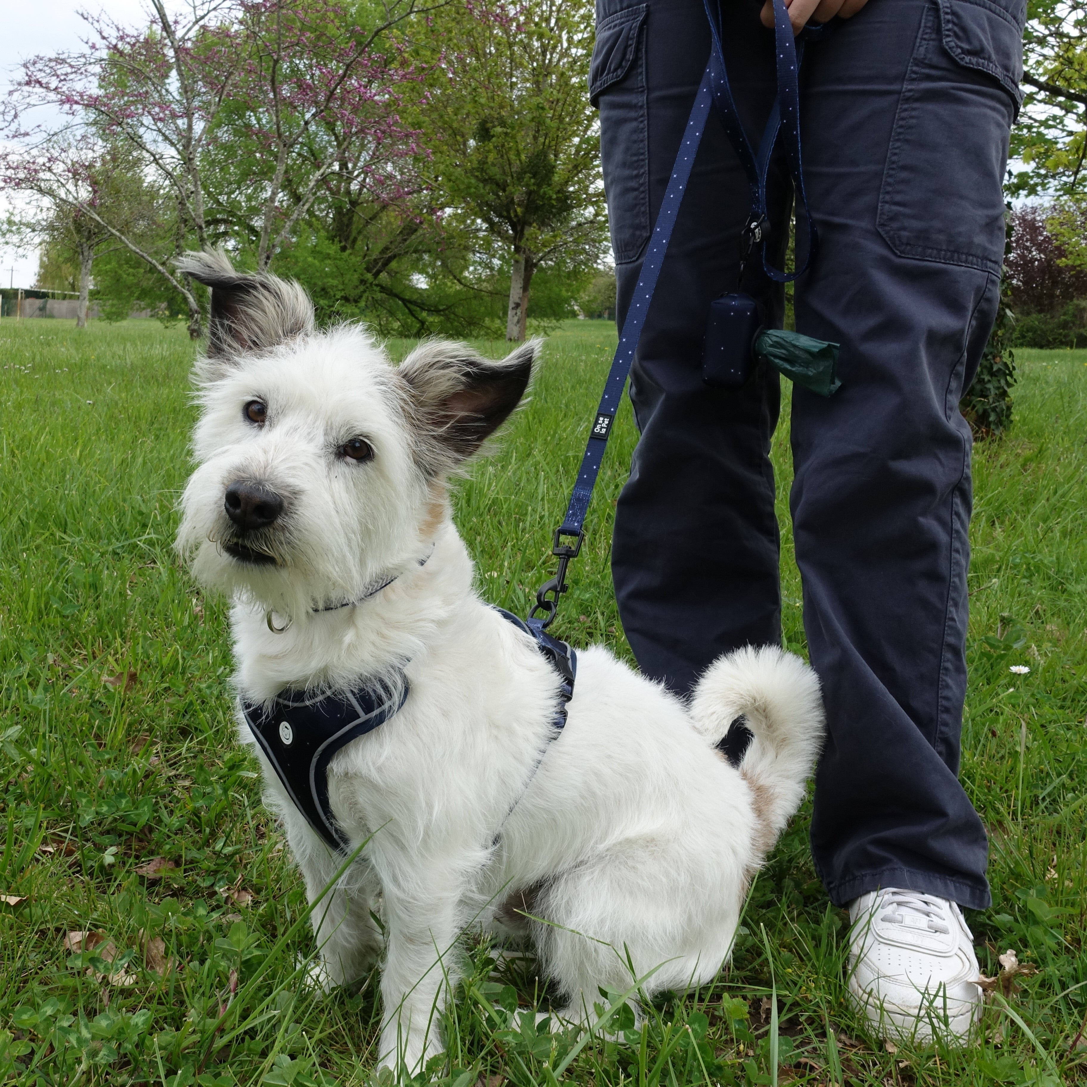 Harnais pour Chien Confortable et Innovant - Bleu Nuit