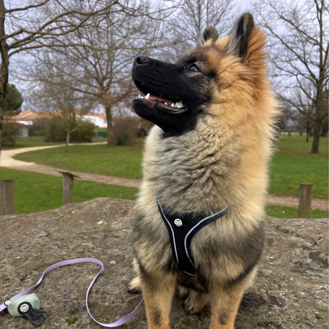 Harnais pour Chien Confortable et Innovant - Bleu Nuit