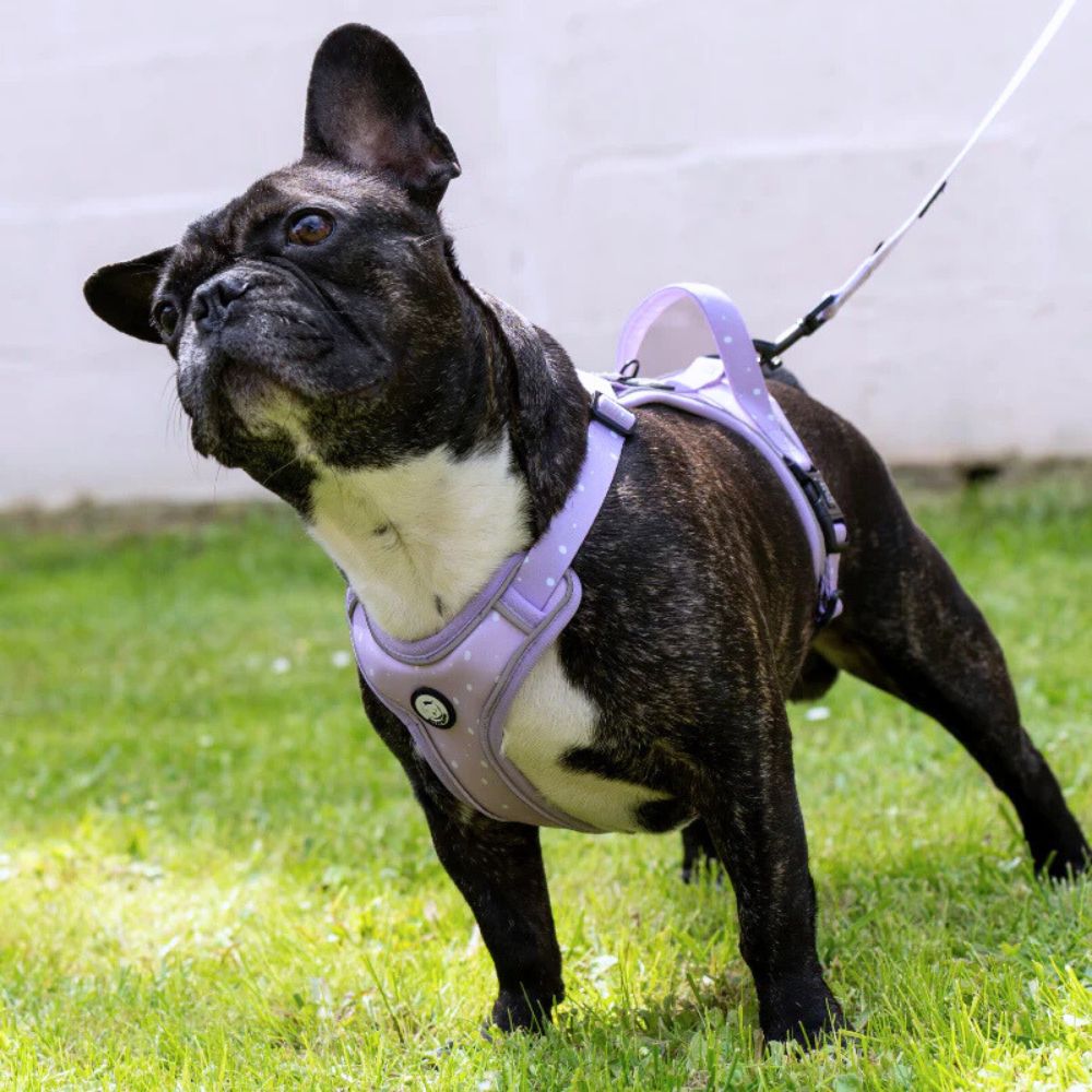 Harnais pour Chien Confortable et Innovant - Lilas