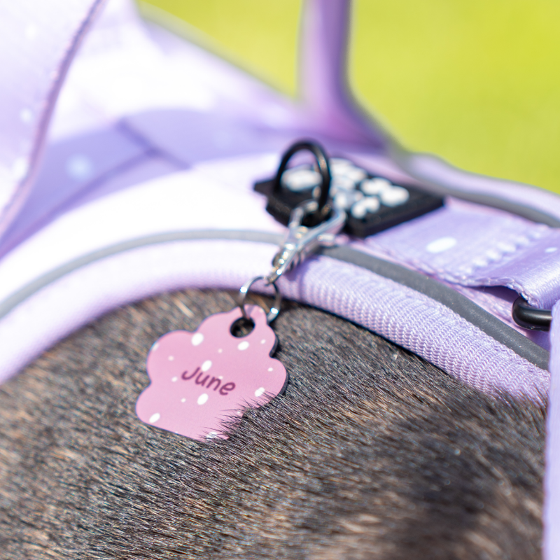 Harnais pour Chien Confortable et Innovant - Lilas