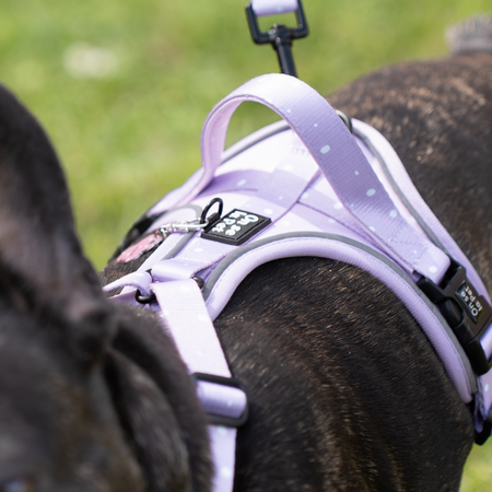 Harnais pour Chien Confortable et Innovant - Lilas