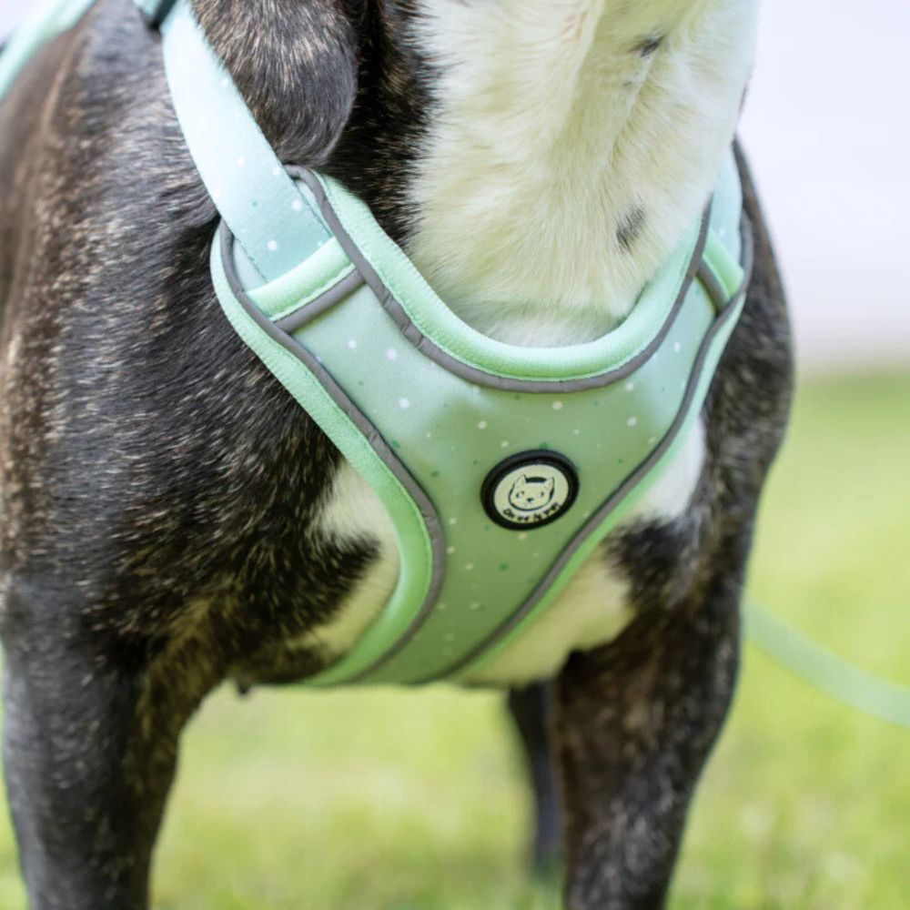 Harnais pour Chien Confortable et Innovant - Vert Pastel