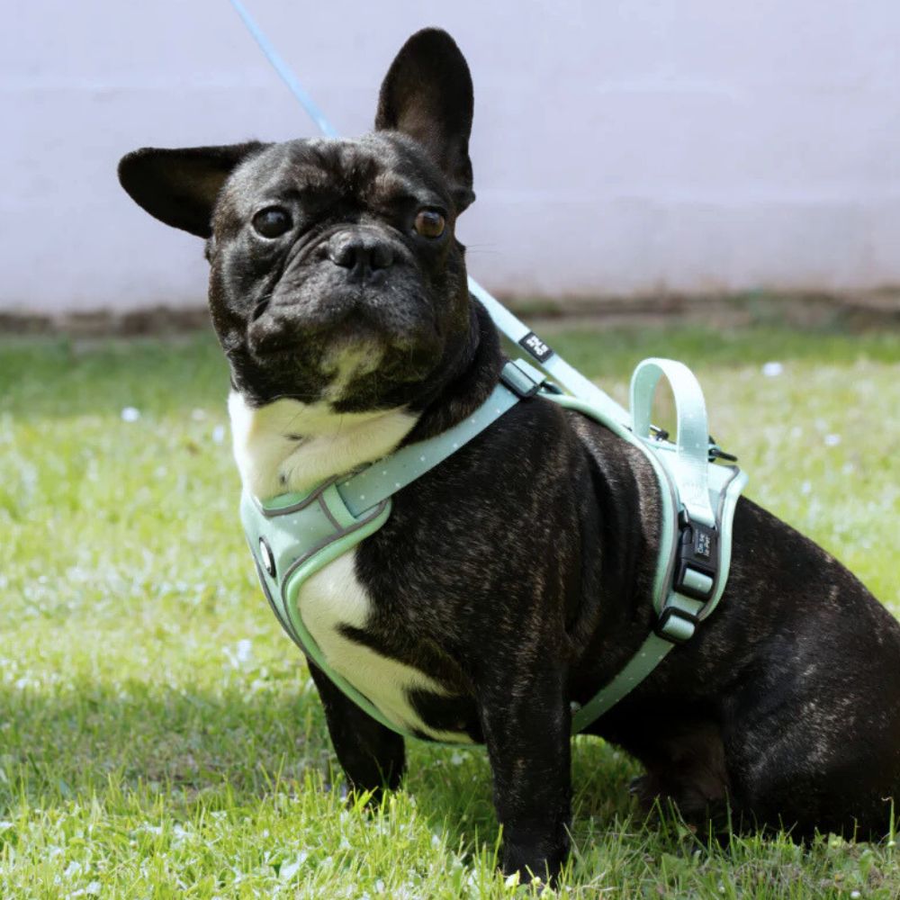 Harnais pour Chien Confortable et Innovant - Vert Pastel