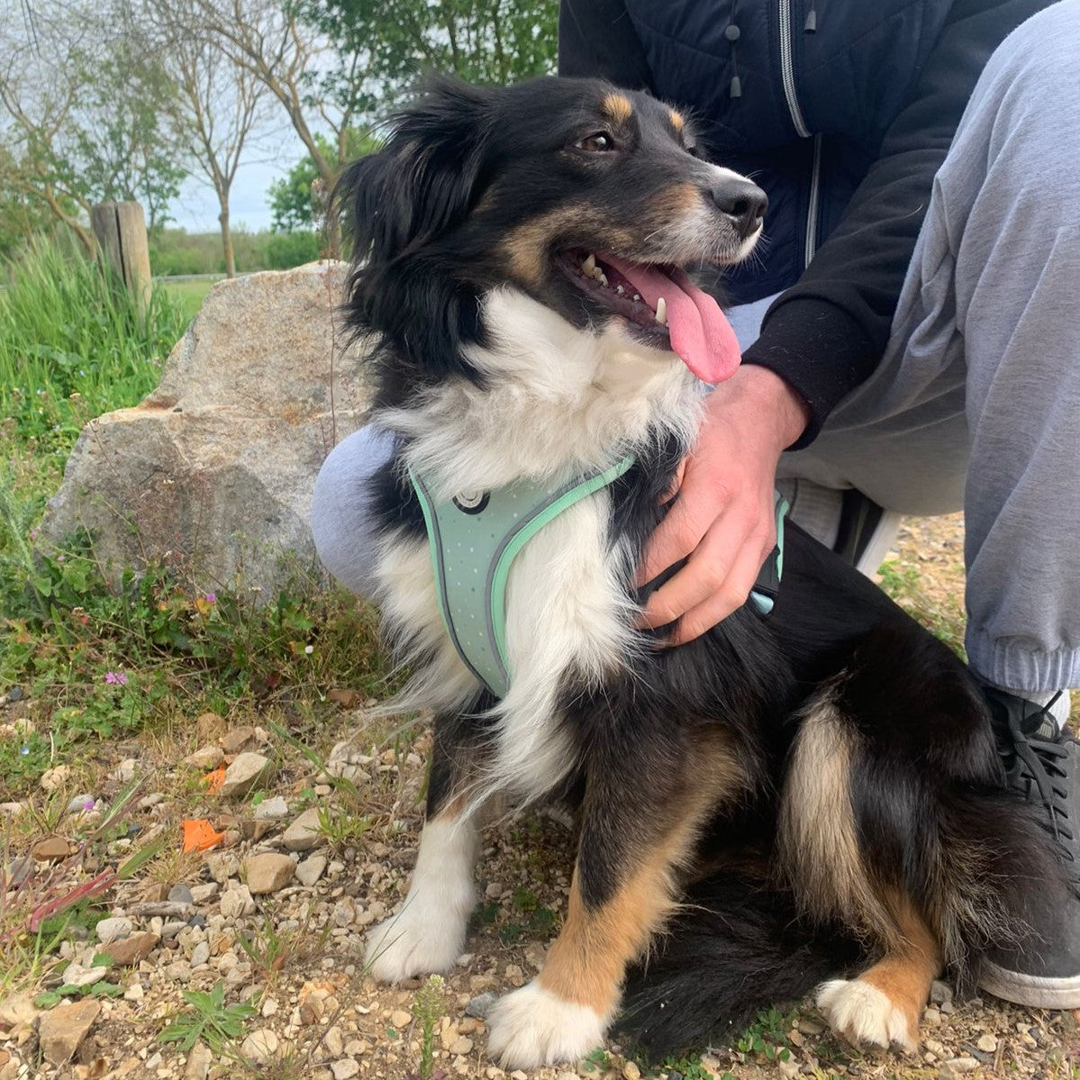 Harnais pour Chien Confortable et Innovant - Vert Pastel