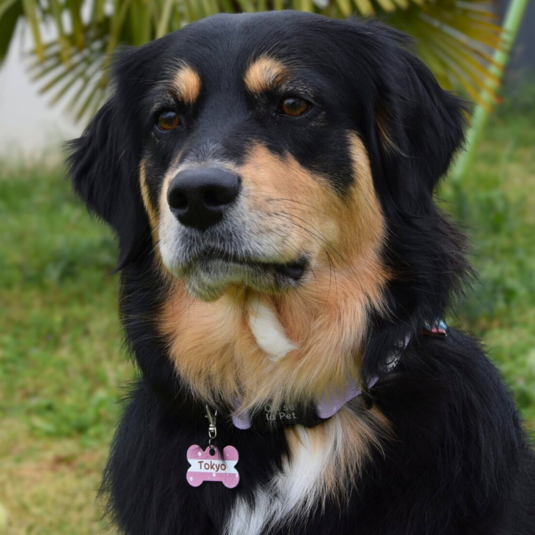 Médaille d'Identification Personnalisable pour Animaux - Forme Os